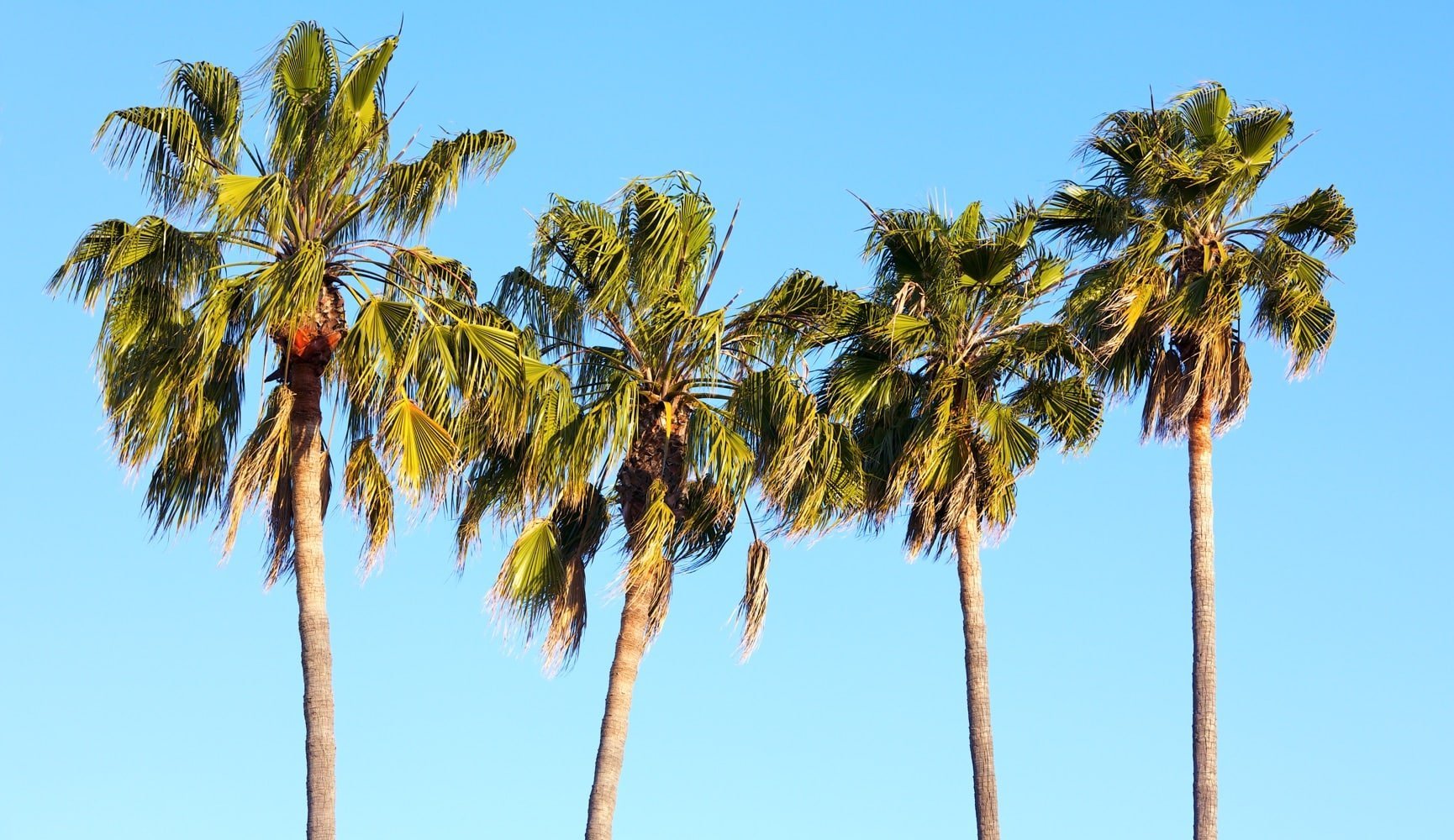 Lice And Spring Break Keep Your Vacation Itch Free lice-and-spring-break-keep-your-vacation-itch-free